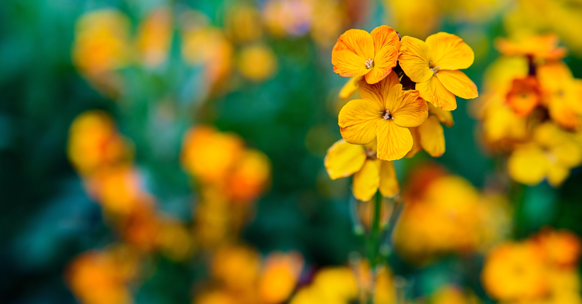 Erysimum cheiri